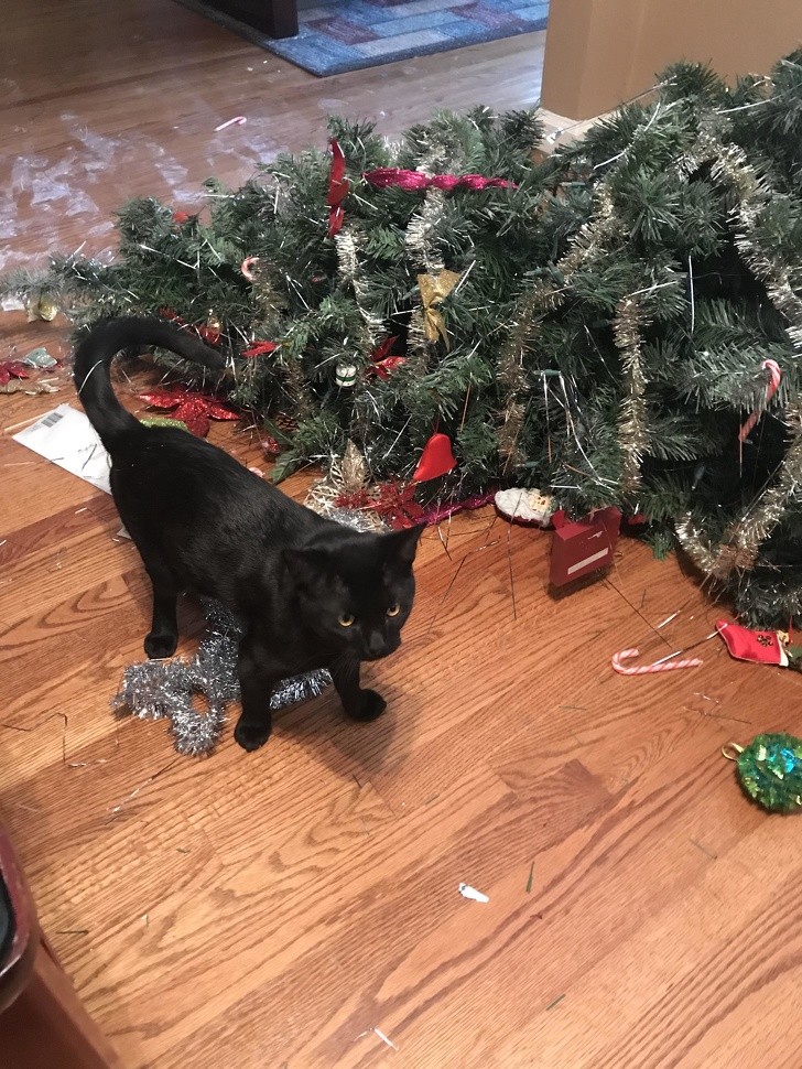 3. 12 horas después de haber hecho el árbol de Navidad...