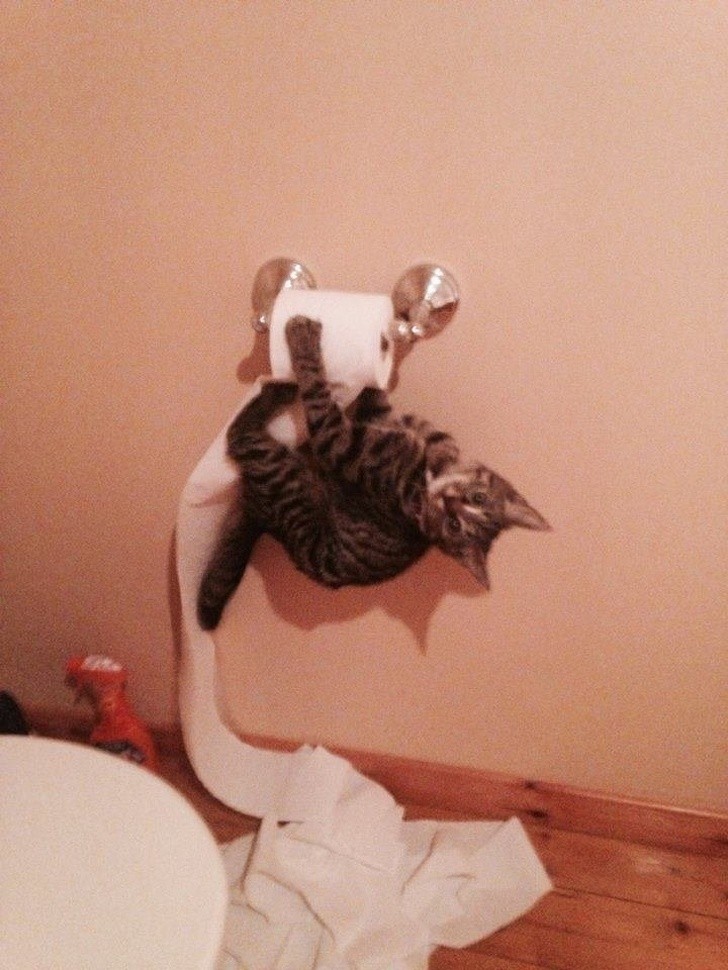 5. Un chat acrobate !