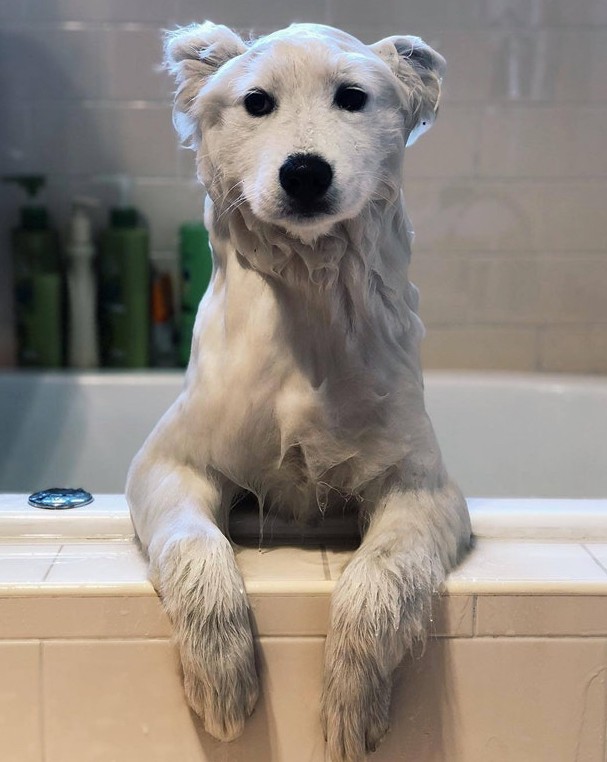 4. Wanneer je je hond in bad doet en ontdekt dat hij in werkelijkheid een ijsbeer is