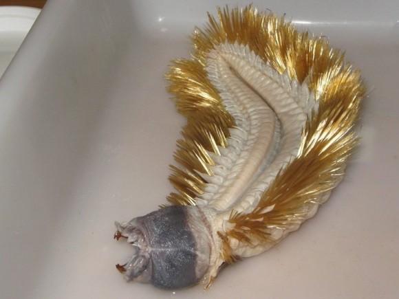 8. Il verme antartico gigante Eulagisca Gigantea... arrotolato, ha le dimensioni di un'anguria!