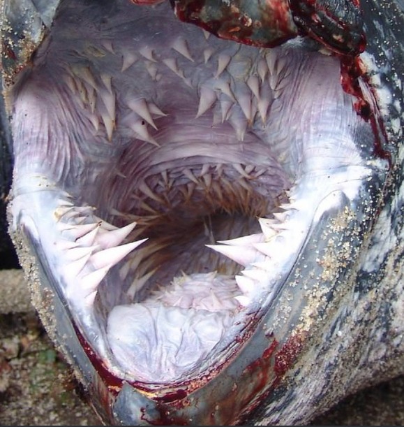 9. L'interno della bocca di una tartaruga dorso di cuoio, la più grande al mondo