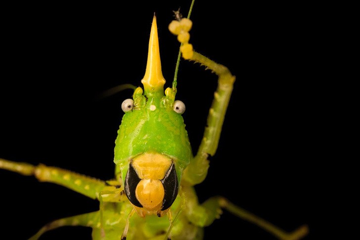 9. L'expression de cet insecte (Tettigoniidae) est vraiment unique...