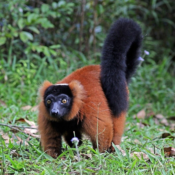 5. Le Vari rouge vivant à Madagascar