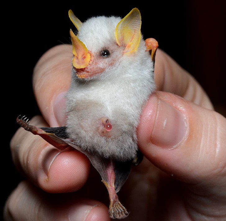 7. Questo è il pipistrello bianco honduregno... una creatura davvero sui generis