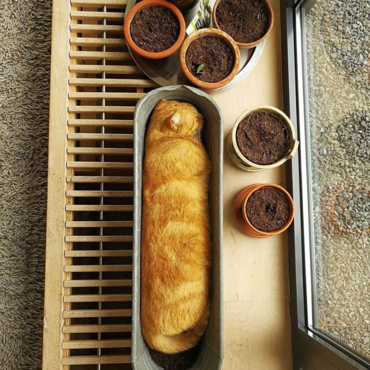 3. Een kattenbrood!