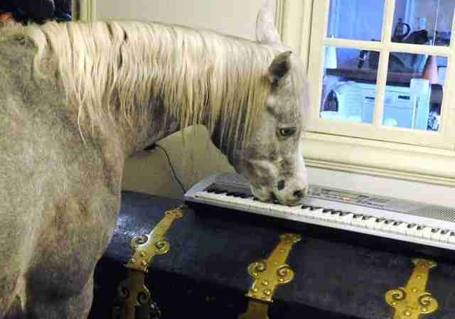 Ein Pferd betritt das Haus eines Fremden: Der Besitzer bestätigt, dass das Tier die Innenräume liebt - 3
