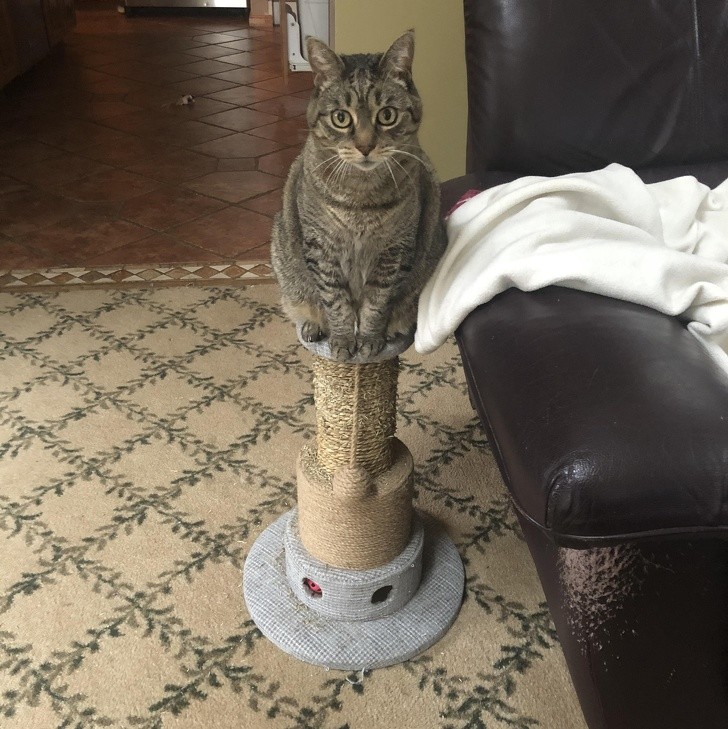 A cat that does the exact opposite! It scratches the sofa but sits on the scratching post ...