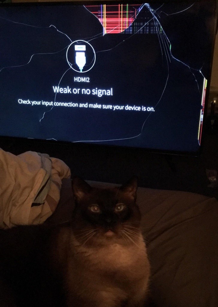 Oui, c'est le chat qui a poussé la télé de son support.