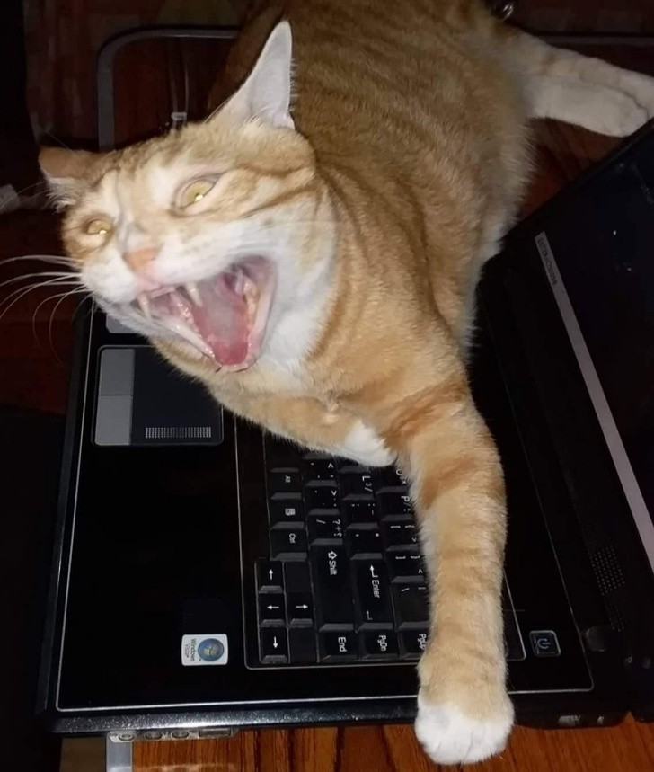 De uitdrukking van mijn kat toen ik probeerde de laptop te pakken.