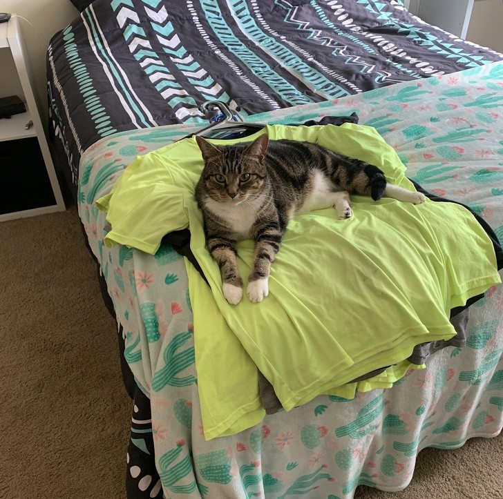 My cat's favorite place to sit or nap is on top of my clean clothes!