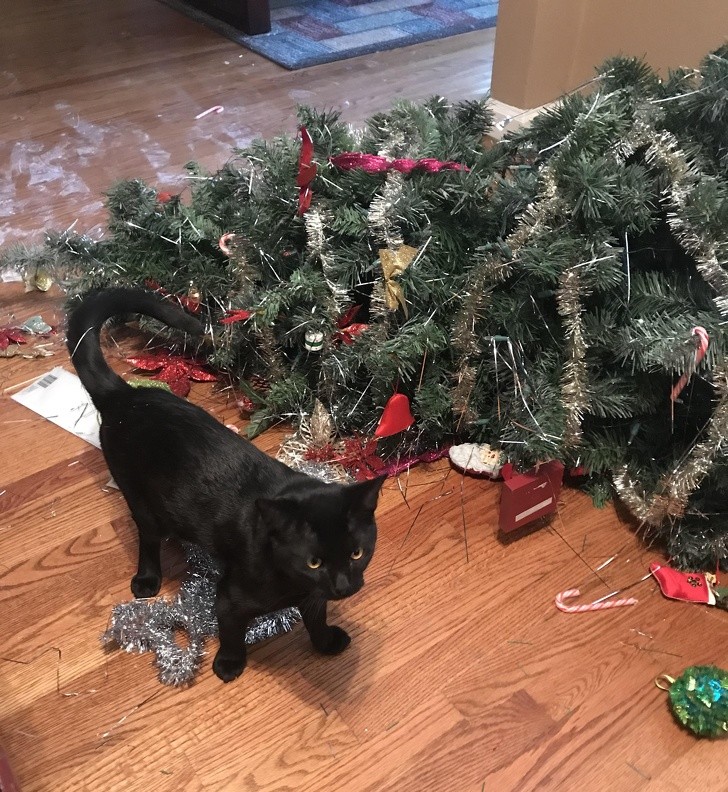 O destino da árvore de Natal depois de 5 minutos que tinha sido montada...