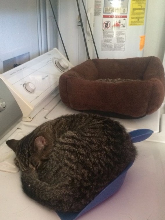 8. "Un lit pour chat coûteux et mon chat qui dort dans une pelle pour balai"