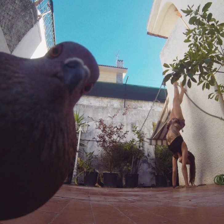 Un pigeon du point de vue d'une grenouille !