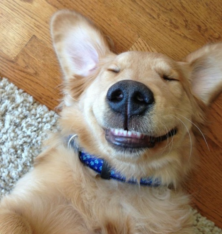 Ah, que la vie est belle !