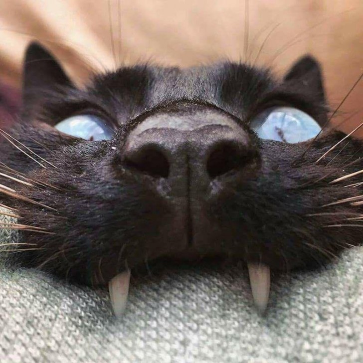 Le chat de Dracula !