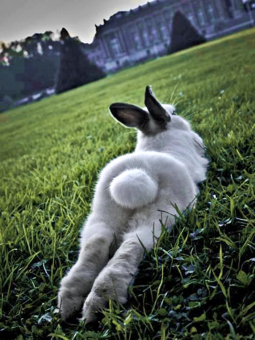 Een onfatsoenlijk konijn!