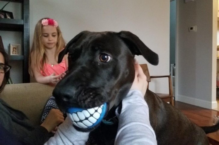 Sembra che questo divertente cane abbia una dentiera al posto di un pallone di gomma...