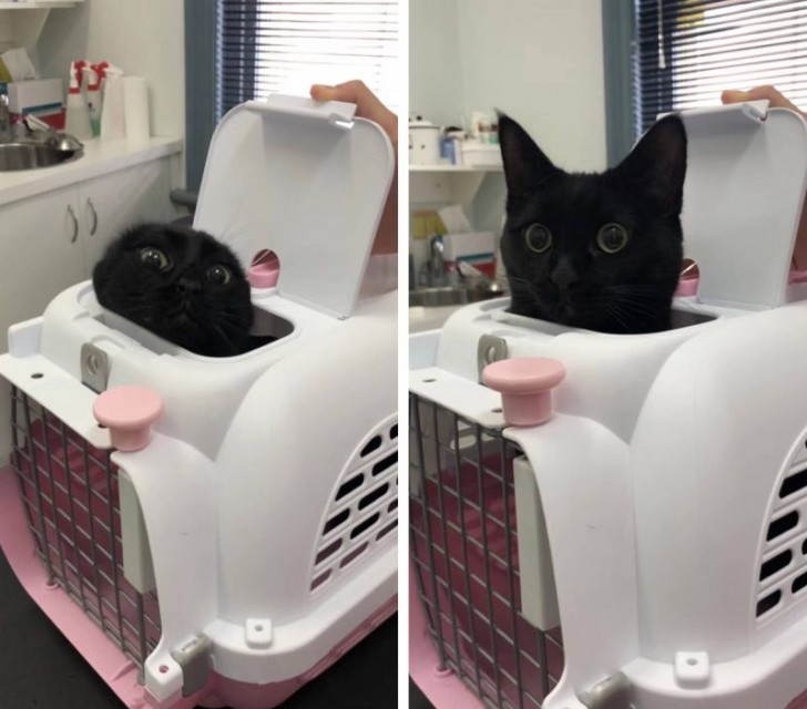 Ce chat a hâte de dire bonjour au vétérinaire, hein !