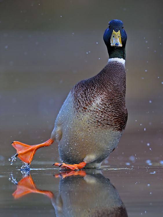 Essayez de danser comme ce canard colvert à la surface de l'eau !