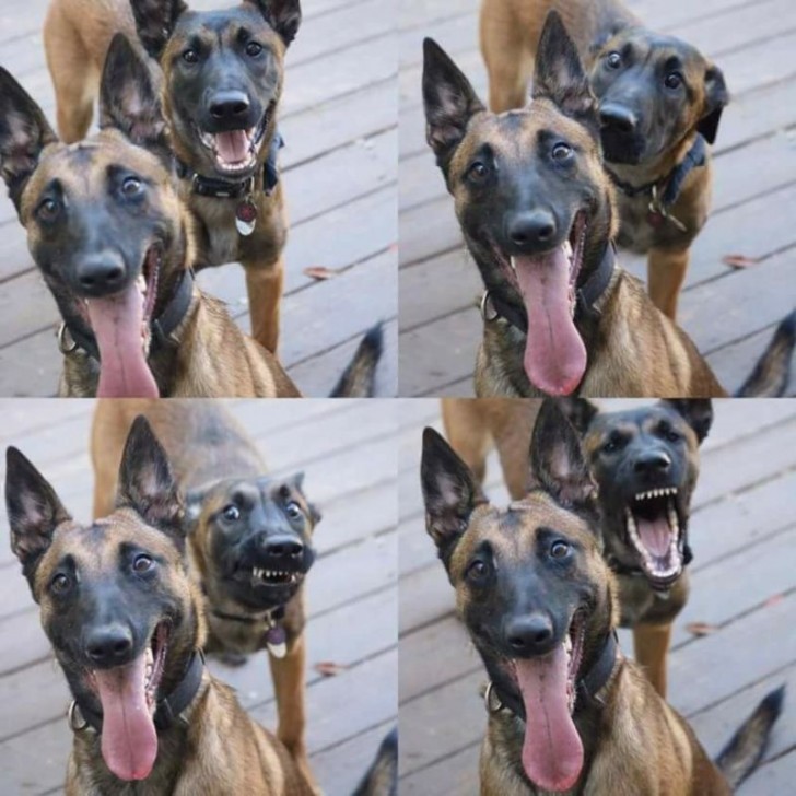 Il y a une tension claire entre les deux chiens, non ?