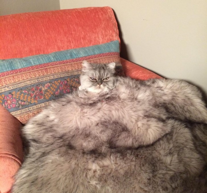 On ne sait pas où commence le chat et où commence la couverture...