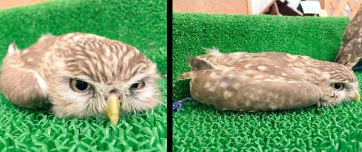 Essayer de passer inaperçu... Bien joué !