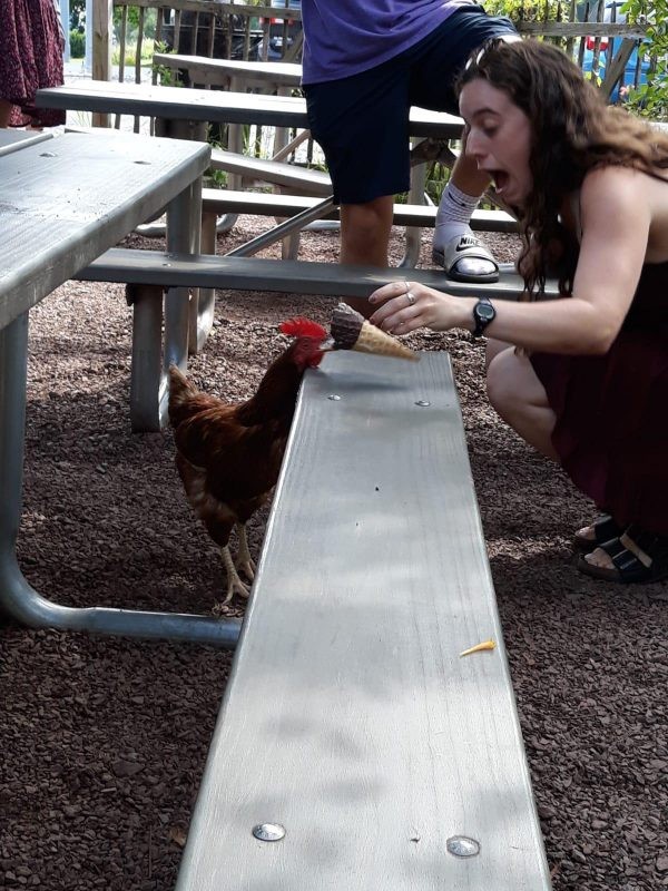 Le cornet de glace n'est pas seulement apprécié par les humains...