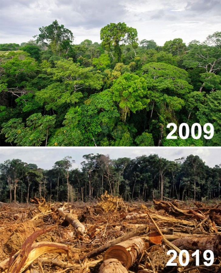 Das Fällen von Bäumen in den letzten 10 Jahren. Beeindruckend!