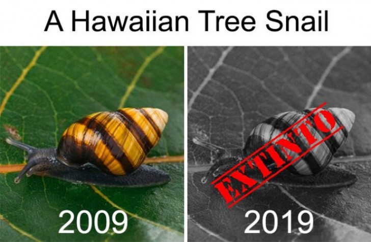In 2009 leefde de Hawaiiaanse landslak; 10 jaar later is het uitgestorven.