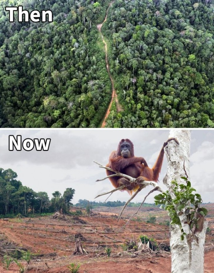 Vorher und nachher.... und dieser Orang Utan auch!