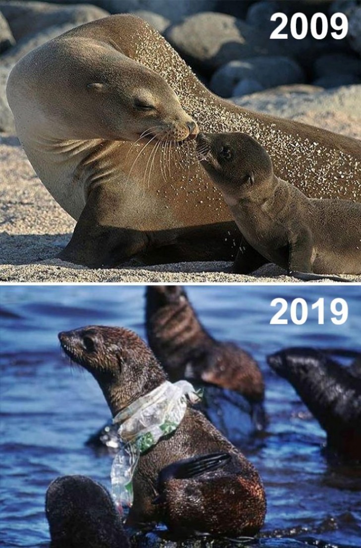 En tot slot, hoe het dagelijks leven is veranderd voor deze zeehonden. Echt deprimerend.