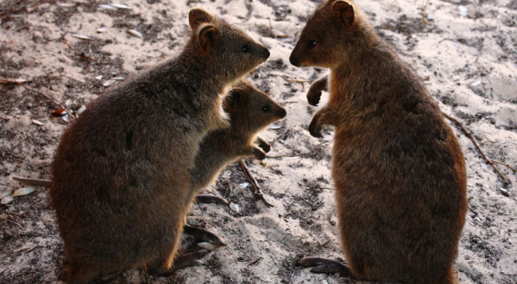 Ritratto di una famiglia quokka con padre, madre e piccolo