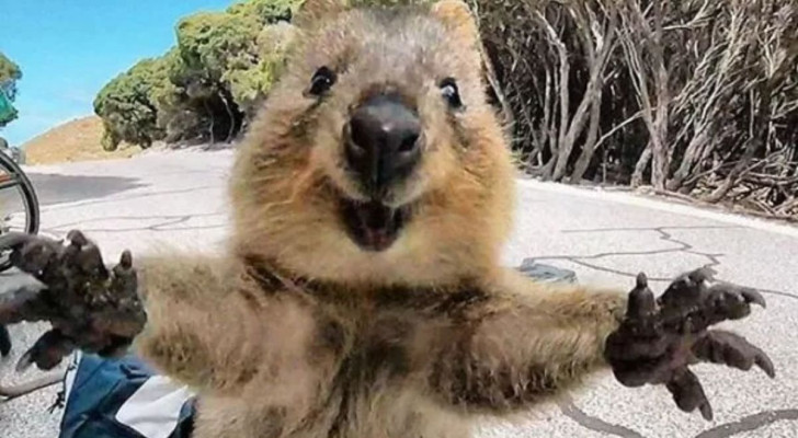 Un quokka felice saluta allargando le zampe