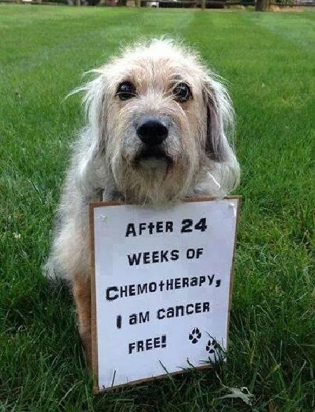5. Na 24 weken chemotherapie heeft deze hond kanker verslagen!