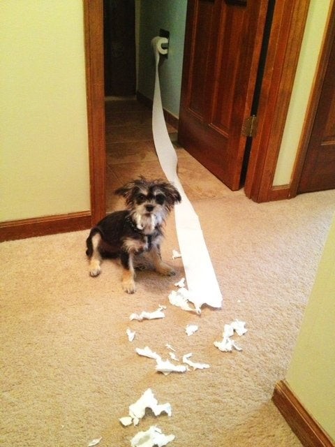 8. Dieser Hund liebt Toilettenpapier!