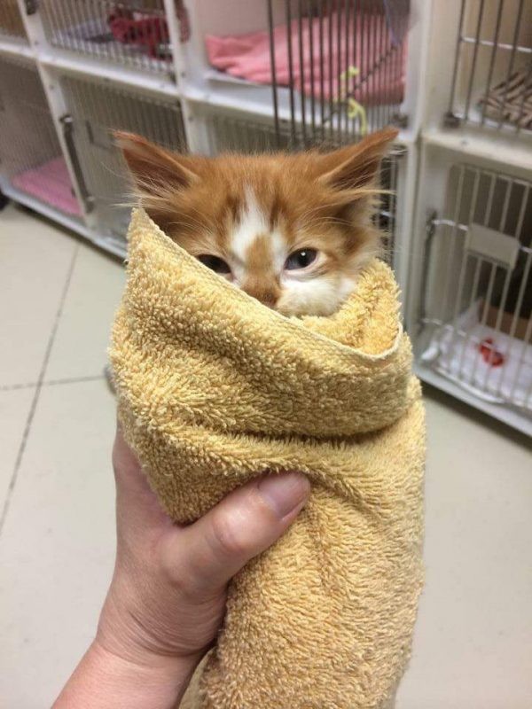 1. Det här är faktiskt inte en burrito, men en gullig liten kattunge som behöver lite kärlek!