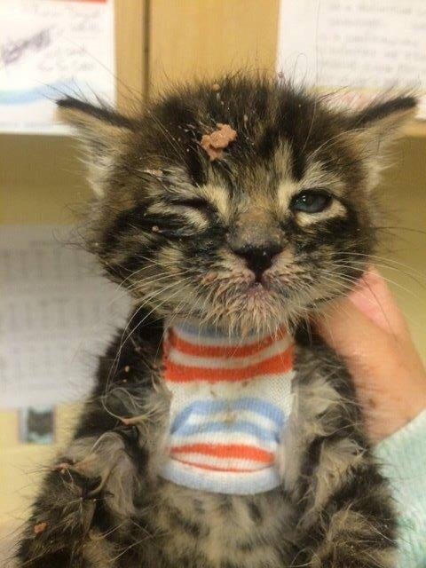 10. A little kitten after hungrily eating its first solid meal.
