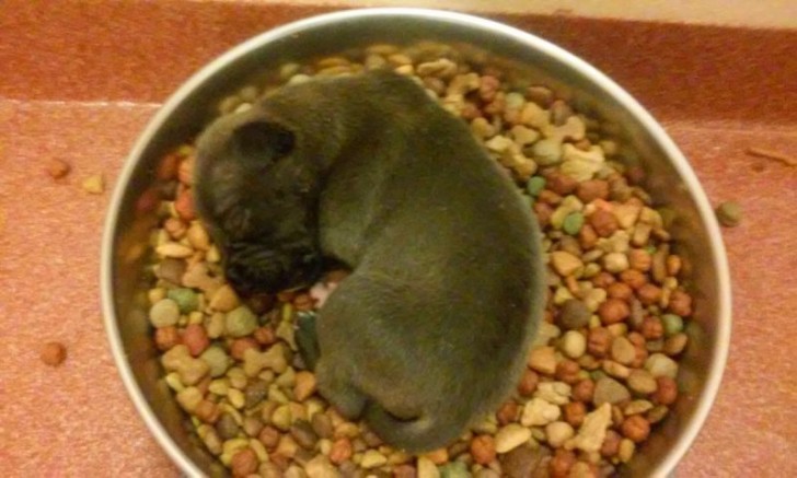 3. Eat and sleep! It looks like this puppy has already learned everything about life!
