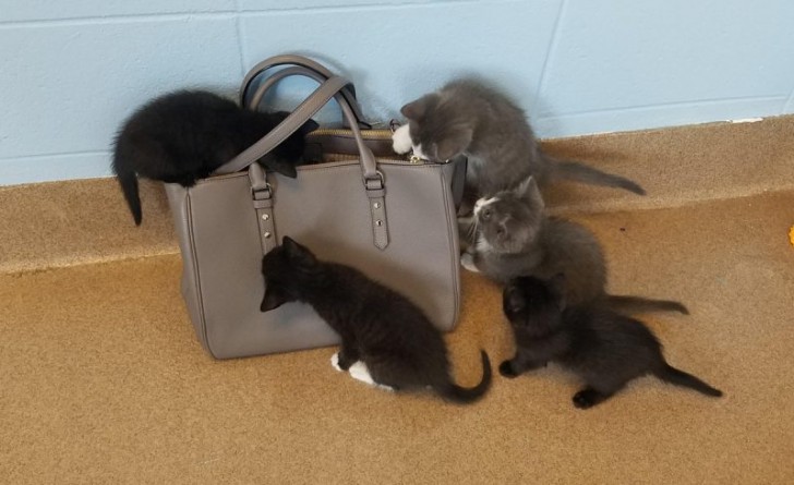 9. In die tas moet iets heel interessants voor deze kittens zitten.