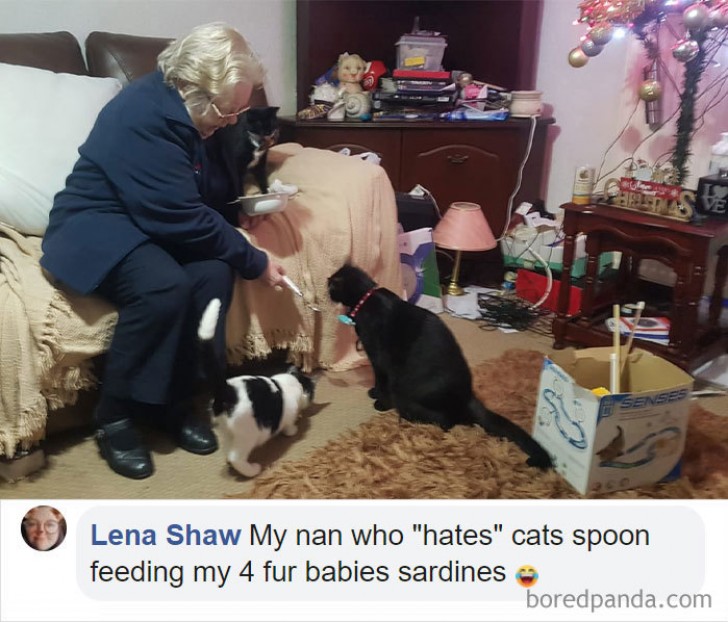 16. "My nan who "hates" cats spoon feeding my 4 fur babies sardines."