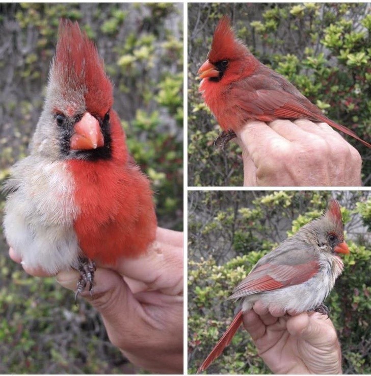 Was Sie sehen, ist ein nördlicher Kardinal mit Gynandromorphie, ein Zustand, der das Tier auf der einen Seite männlich, auf der anderen Seite weiblich macht