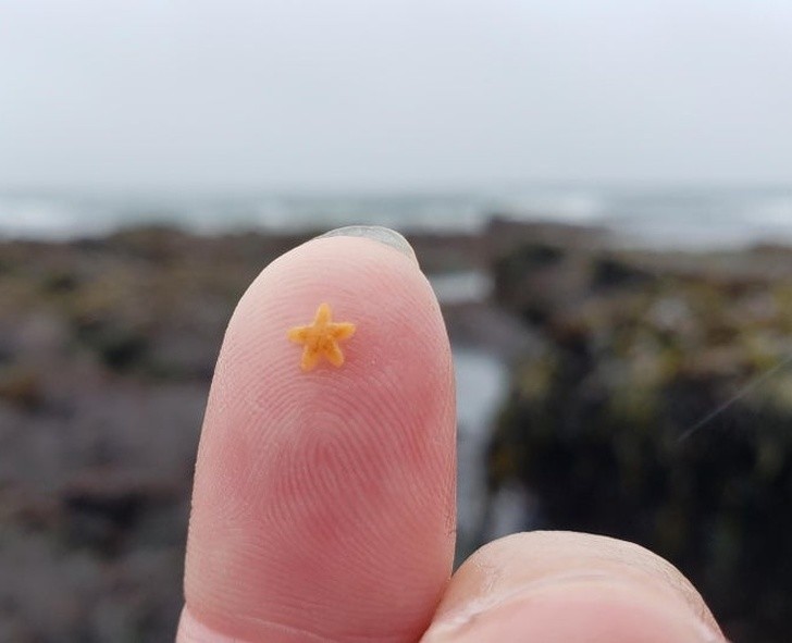 Guardate quanto è minuscola questa stella marina...