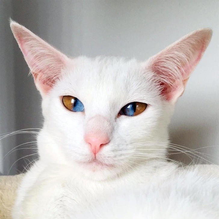 Eine schöne Katze mit sektorieller Heteroktomie, ein besonderer Zustand, bei dem es zwei verschiedene Farben in den gleichen Augen gibt