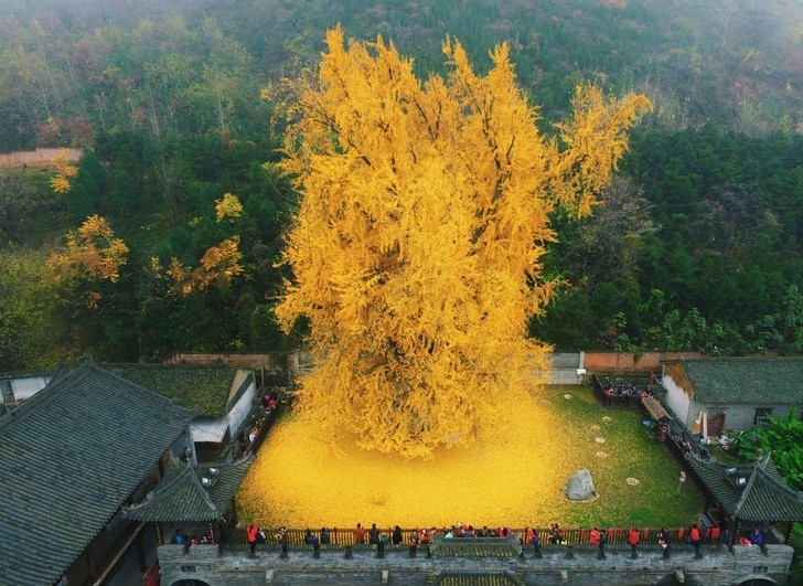 Dieser Baum ist 1400 Jahre alt und produziert immer noch diese schönen gelben Blätter