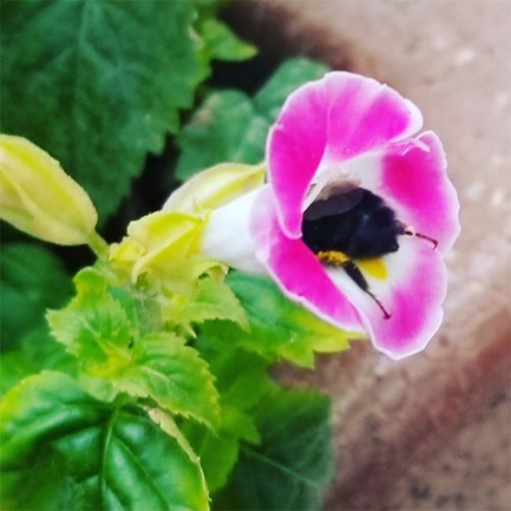 17 Jolies Photos De Bourdons Qui Se Sont Endormis Dans Les Fleurs Avec 17 Jolies Photos De Bourdons Qui Se Sont Endormis Dans Les Fleurs Avec