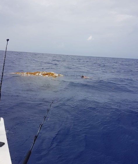 Er werd een enorm drijvend visnet gevonden: er zitten tientallen haaien in verstrikt - 1