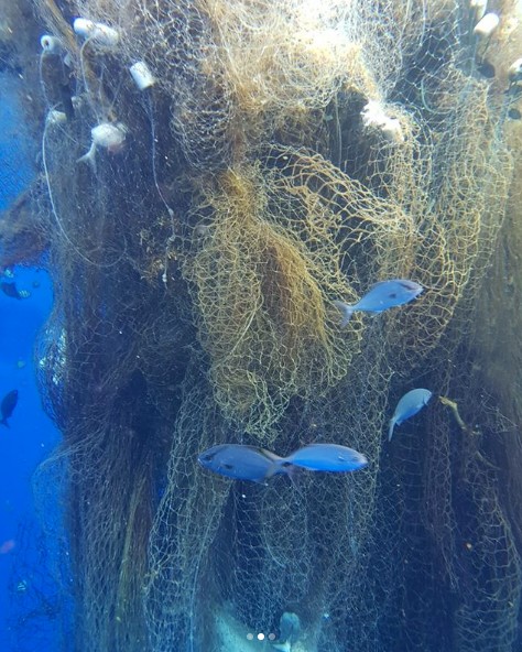 Trovano un enorme ammasso di reti da pesca alla deriva: all'interno decine di squali intrappolati in una morsa letale - 2