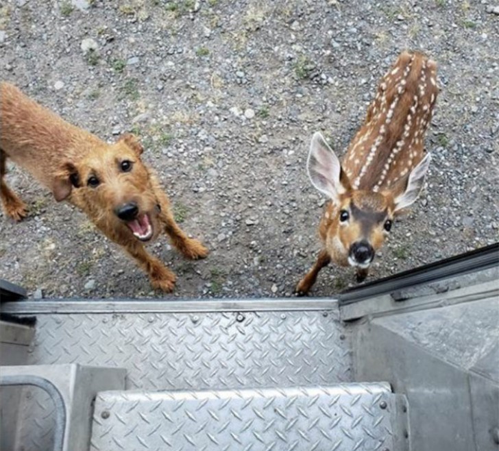 Ouvrez la portière du van et vous verrez un chien et un cerf !
