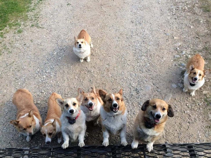 Une armée de 8 chiens Corgie ont assailli le van à la recherche d'attention et de biscuits.