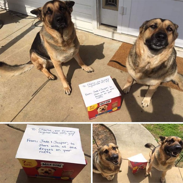 Ces deux-là ont donné une boîte de biscuits au coursier, afin qu'il puisse en donner un à chaque chien qu'il rencontre lors de ses livraisons !
